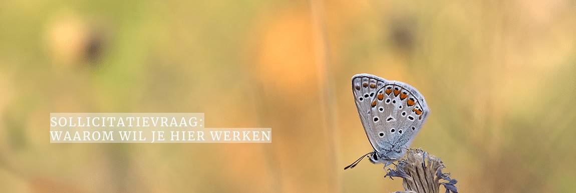 Sollicitatievraag: waarom wil je hier werken?