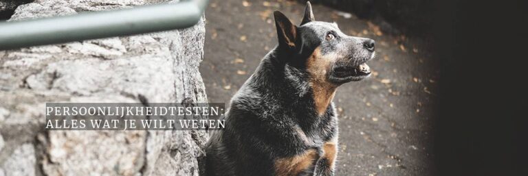 Alles over persoonlijkheidstesten